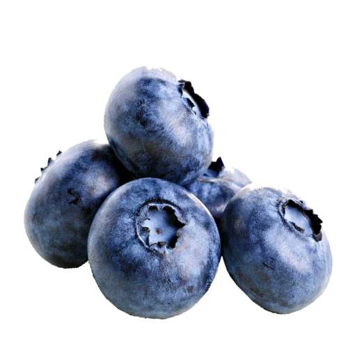 Blueberry blueberries are perennial flowering plants with indigo colored berries.