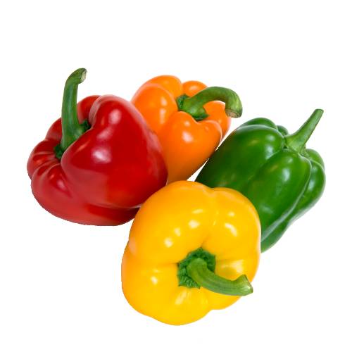 Capsicum capsicum the pepper is a genus of flowering plants in the nightshade family solanaceae. its species are native to the americas where they have been cultivated for thousands of years.