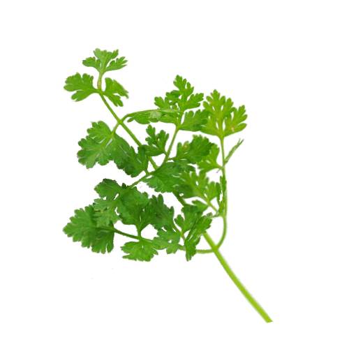 Chervil chervil is a delicate annual herb related to parsley. it is commonly used to season mild flavoured dishes.