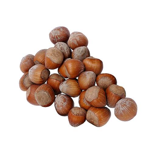 Chestnut chestnuts are a group of eight or nine species of deciduous trees and shrubs in the genus castanea in the beech family fagaceae. they are native to temperate regions of the northern hemisphere. the name also refers to the edible nuts they produce.