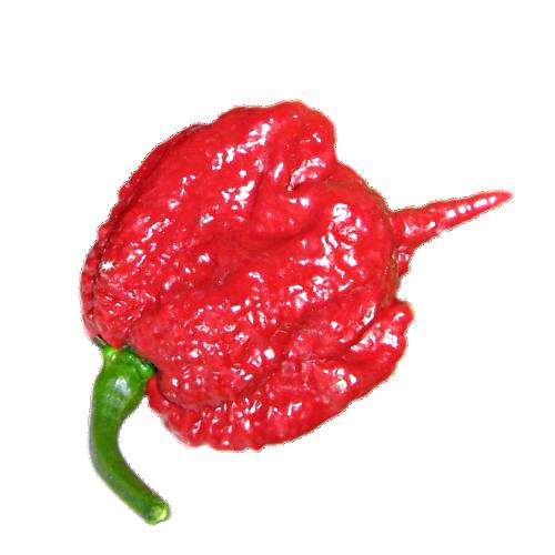 Carolina Reaper Chili has 14000000 to 2200000 scoville heat units and is a cultivar of the Capsicum chinense plant and the pepper is red and gnarled with a bumpy texture and small pointed tail and is the hottest chili pepper in the world.