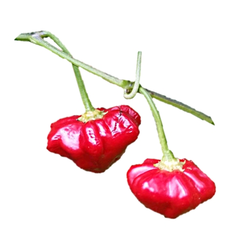 Chili Christmas Bell christmas bell chili also called bishops crown look like christmas tree baubles and bright red in color are a mild spiced chili.