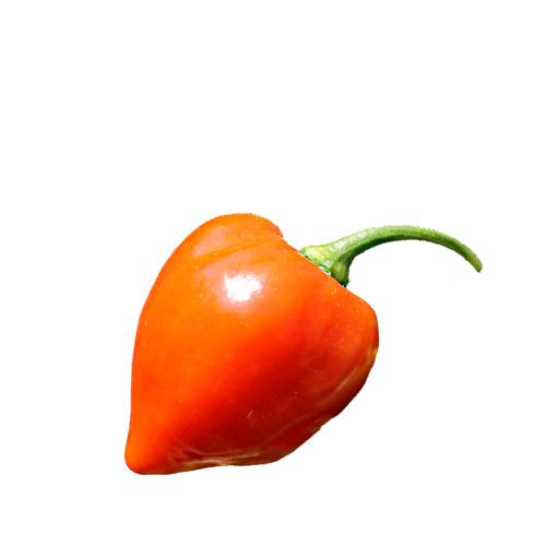 Chili Savina Habanero red savina habanero pepper chili has 350000 to 577000 scoville heat units and is a cultivar of the habanero chili which has been selectively bred to produce spicier heavier and larger fruit ultimately more potent than its derivative.