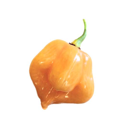 Chili Scotch Bonnet scotch bonnet chili has 100000 to 350000 scoville heat units and also known as bonney peppers or caribbean red peppers.