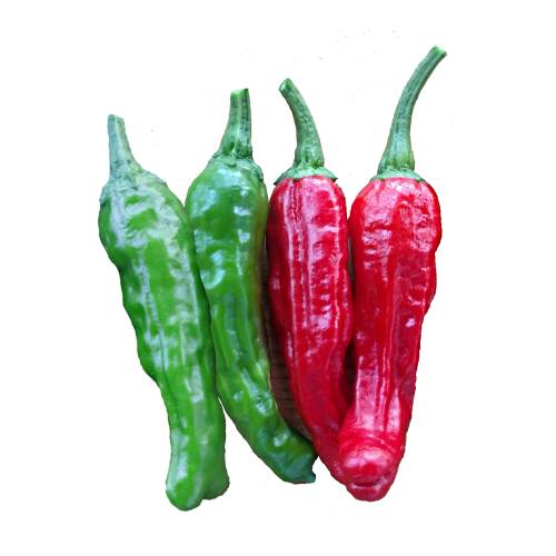 Chili Shishito shishito chili has 50 to 200 scoville heat units and is a mildly spicy east asian pepper variety of the species capsicum annuum known as kkwari gochu or groundcherry pepper in because its wrinkled surface resembles groundcherries.