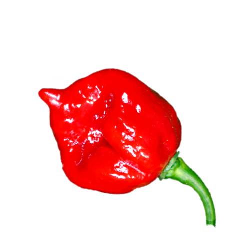 Chili Trinidad Moruga Scorpion trinidad moruga scorpion chili has 1200000 to 2000000 scoville heat units and is a pepper native to the village of moruga trinidad and tobago and is one of the spiciest chilies in the world.