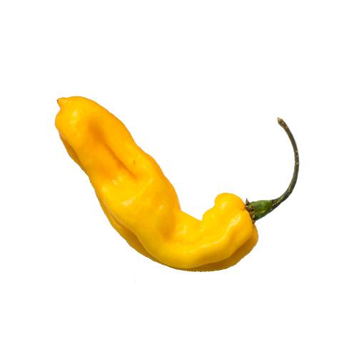 Chili Yellow Jalapeno yellow jalapeno chili pepper of the species capsicum annuum is a mild style of chilli pepper and chipotle chili when dried.