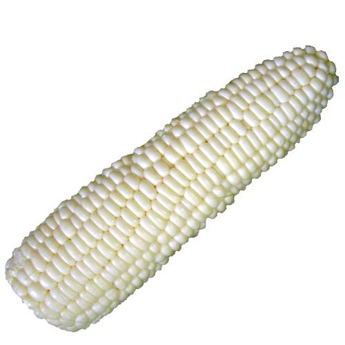White corn also called white maize is a bright white color and sweet in flavour.