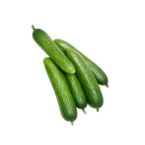 Baby cocktail cucumber is a creeping vine that bears cucumiform fruits and are small in size and as big as a finger.