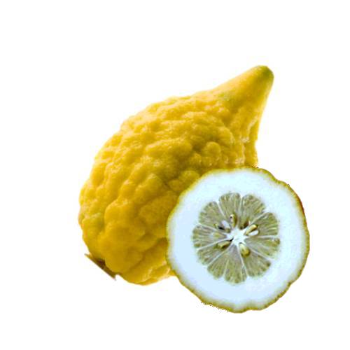 Etrog is the yellow citron or citrus medica used by Jewish people during the week long holiday of Sukkot as one of the four species.