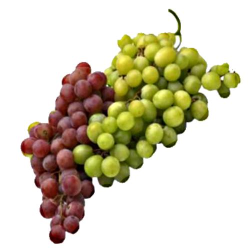 Grape is a berry of a vine genus Vitis are a non climacteric type of fruit generally occurring in clusters.