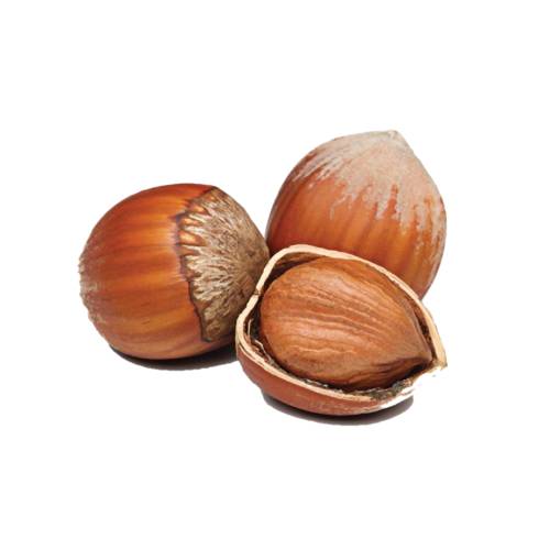 Hazelnut the hazelnut is the nut of the hazel and therefore includes any of the nuts deriving from species of the genus corylus especially the nuts of the species corylus avellana.