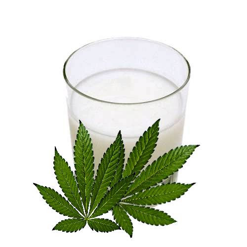 Hemp Milk or hemp seed milk is a plant milk made from hemp seeds that are soaked and ground in water and plain hemp milk may be additionally sweetened or flavoured.