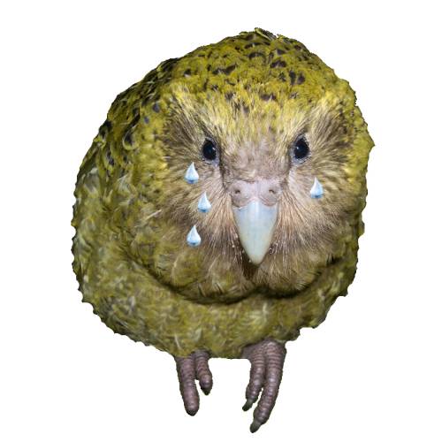 Kakapo Tears kakapo tearscome from a ground dwelling parrots from new zealand and is a clear liquid secretd by the eyes of the bird.
