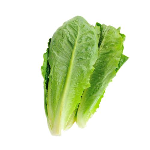 Lettuce Cos cos lettuce also called romaine lettuce varieties are typically 8-10 inches tall and upright growing with spoon shaped tightly folded leaves and thick ribs.
