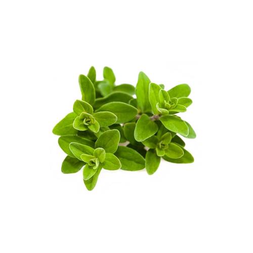 Marjoram marjoram is a somewhat cold sensitive perennial herb or undershrub with sweet pine and citrus flavors.
