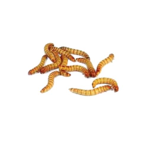Mealworms are the brown worm like larvae of darkling beetles and are useful for their high protein content.