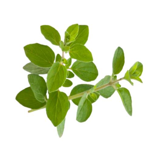 Oregano oregano herb is a flowering plant in the mint family. it is native to temperate western and southwestern eurasia and the mediterranean region.