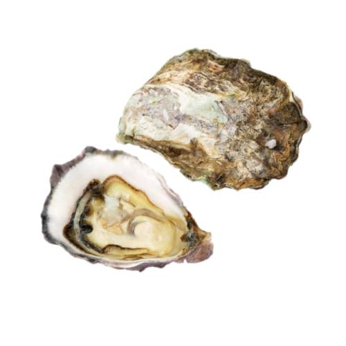Oyster oyster is the common name for a number of different families of salt water bivalve molluscs.