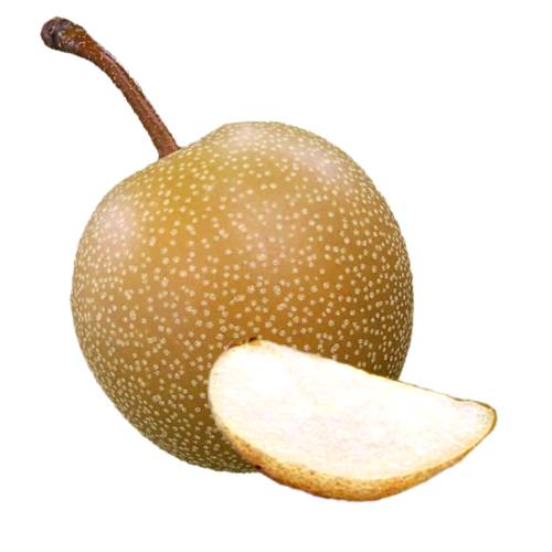 Pear Nashi pyrus pyrifolia or nashi pear pyrus pyrifolia is a species of pear tree native to east asia. the trees edible fruit is known by many names including asian pear chinese pear korean pear japanese pear taiwanese pear zodiac pear and sand pear.