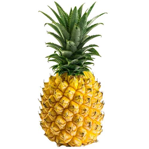 Cabezona Pineapple is a wide leaves with small spikes and is a large plant with yellow orange exterior with bittersweet and fibrous pulp.