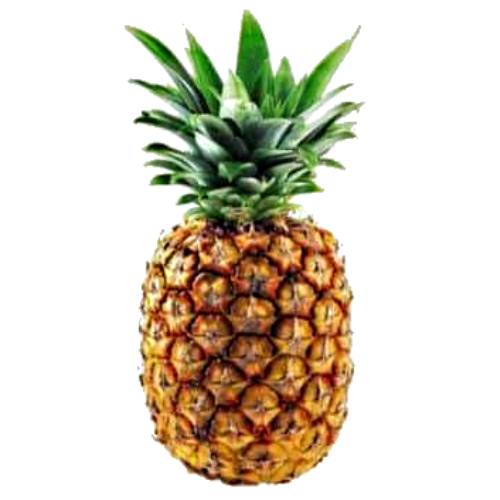 Cayena Lisa Pineapple is a medium sized plant with long wide leaves this pineapples fruit is cylindrical in shape and has a reddish orange outside with a pale yellow inside.