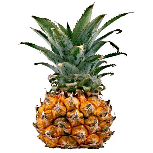 Hilo Pineapple is the smallest pineapples in the world and comes from the Smooth Cayenne pineapple family.