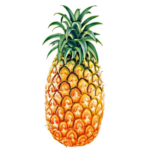 Manzana Pineapple is a smaller variety and cylindrical shape and soft thorn leaves and flesh ranges in color from golden yellow to pale pink and sweet flavor with low acidity.