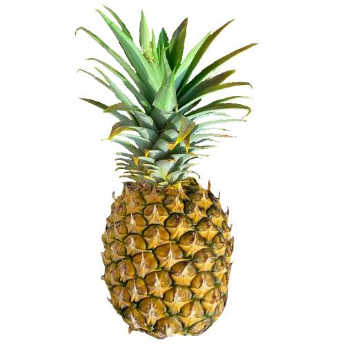 Maui Gold Pineapple is a recent pineapple variety grown in Maui Hawaii. It tastes ultra sweet sweeter and less sour than most other types. You can always find it in Hawaii California and many other parts of America.