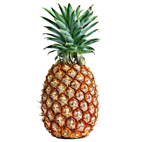Mauritius Pineapple is also known as Red Malacca or Malacca Queen and Red Ceylon and is a small sized having yellow colored flesh and sweet and usually consumed fresh or used for juices.