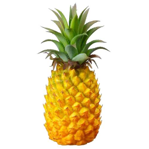 Monte Oscuro Pineapple with bright yellow juicy flesh with lots of fiber with many spiny and saw toothed leaves and rip when its a deep barrel shape with yellow skin.