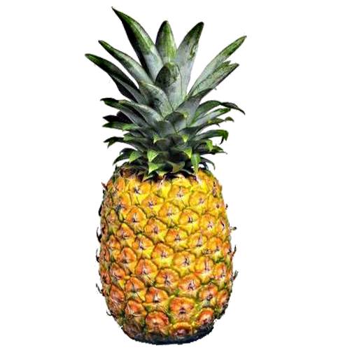 Naini Jubilee Pineapples names after Queen Elizabeth IIs Golden Jubilee is a bright golded color with a sweet flavor and a touch of acidity and is quite large style of pineapple.