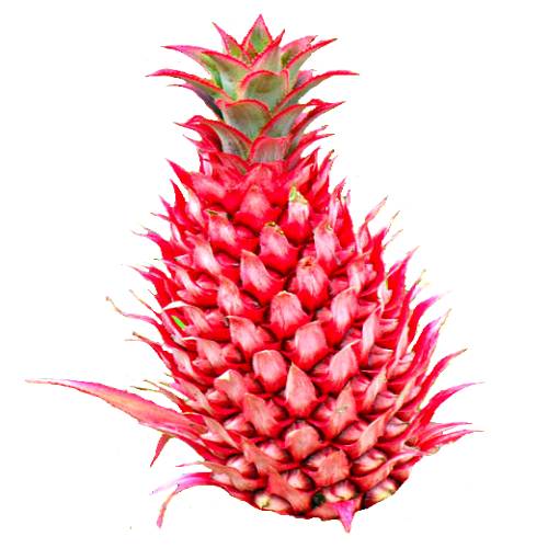 Singapore Red Pineapple have green leaves with a reddish stripe at the end and the fruits are reddish cylindrical and small with golden yellow flesh.