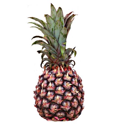 Ripley Pineapple has reddish and green colored leaves with brown spots and is round oval fruits with dark green color but pale copper when they fully ripen.