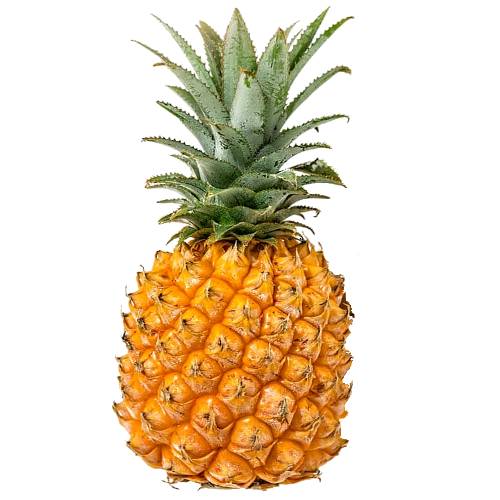 Pineapple Roja Espanola roja espanola pineapple or pr 1 67 pineapple is yellow orange in color and chubby barrel shaped and is very sweet and pleasant and each of the individual fruits has covers or eyes with tiny leaves.