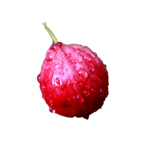 Quandong Berry quandong berry is a santalum acuminatum or the quandong. the quandong is a truly unique native australian fruit.