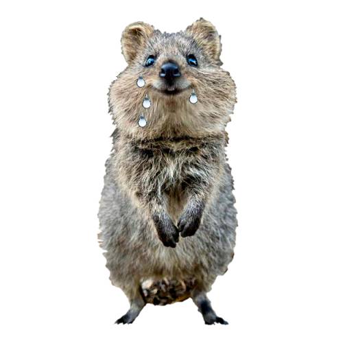 Quokka Tears quokka tears is a clear liquid secreted by the eyes of a west australian non binary or genderqueer quokka.
