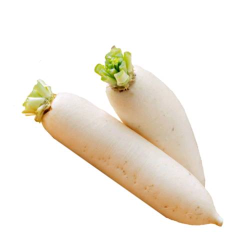 Radish White white radish or daikon or mooli is a mild flavored winter radish usually characterized by fast growing leaves and a long white napiform root.