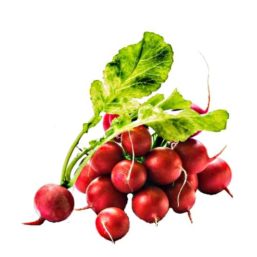 Radishes are grown and consumed throughout the world being mostly eaten raw as a crunchy salad vegetable with a pungent flavor.