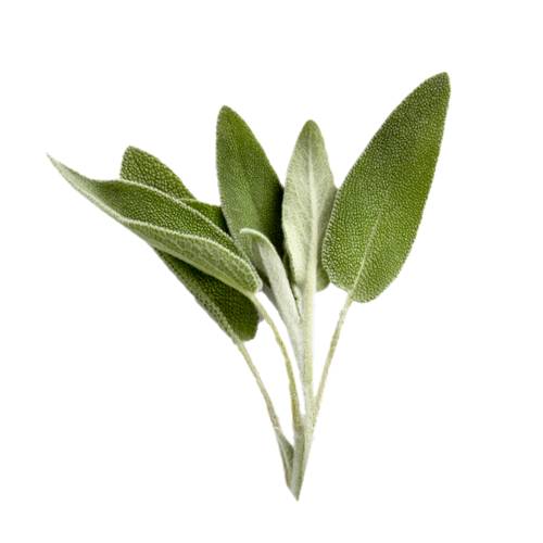 Sage salvia also called sage is a evergreen subshrub with woody stems grayish leaves and blue to purplish flowers and also a herb. it is a member of lamiaceae and native to the mediterranean region.