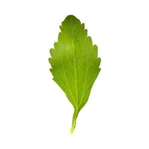 Stevia Leaf stevia leaf is a sweetener and sugar substitute derived from the leaves of the plant species stevia rebaudiana native to brazil and paraguay.