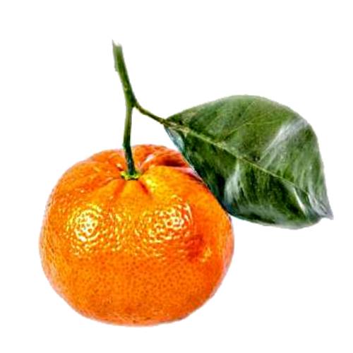 The tangerine is a group of orange-colored citrus fruit consisting of hybrids of mandarin orange.