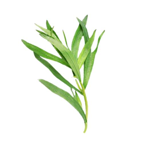 Tarragon tarragon also known as estragon is a species of perennial herb in the sunflower family. it is widespread in the wild across much of eurasia and north america and is cultivated for culinary and medicinal purposes.