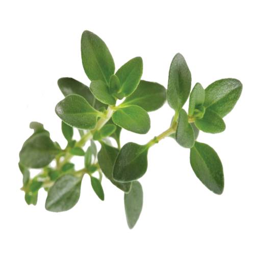 Thyme is of the genus Thymus of aromatic perennial evergreen herbs in the family of Lamiaceae. Thymes are relatives of the oregano genus Origanum. They have culinary medicinal and ornamental uses the species most commonly cultivated and used for culinary purposes being Thymus vulgaris.
