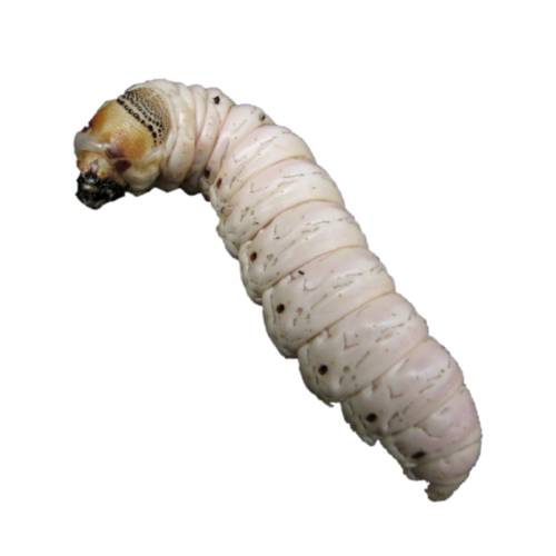 Witchetty grub is a term used in Australia for the large white wood eating larvae of several moths. Particularly it applies to the larvae of the cossid moth Endoxyla leucomochla which feeds on the roots of the witchetty bush that is found in certain parts of Australia.
